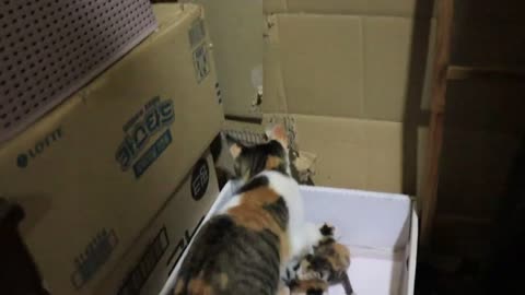 Mother Cat Disappeared With Kittens