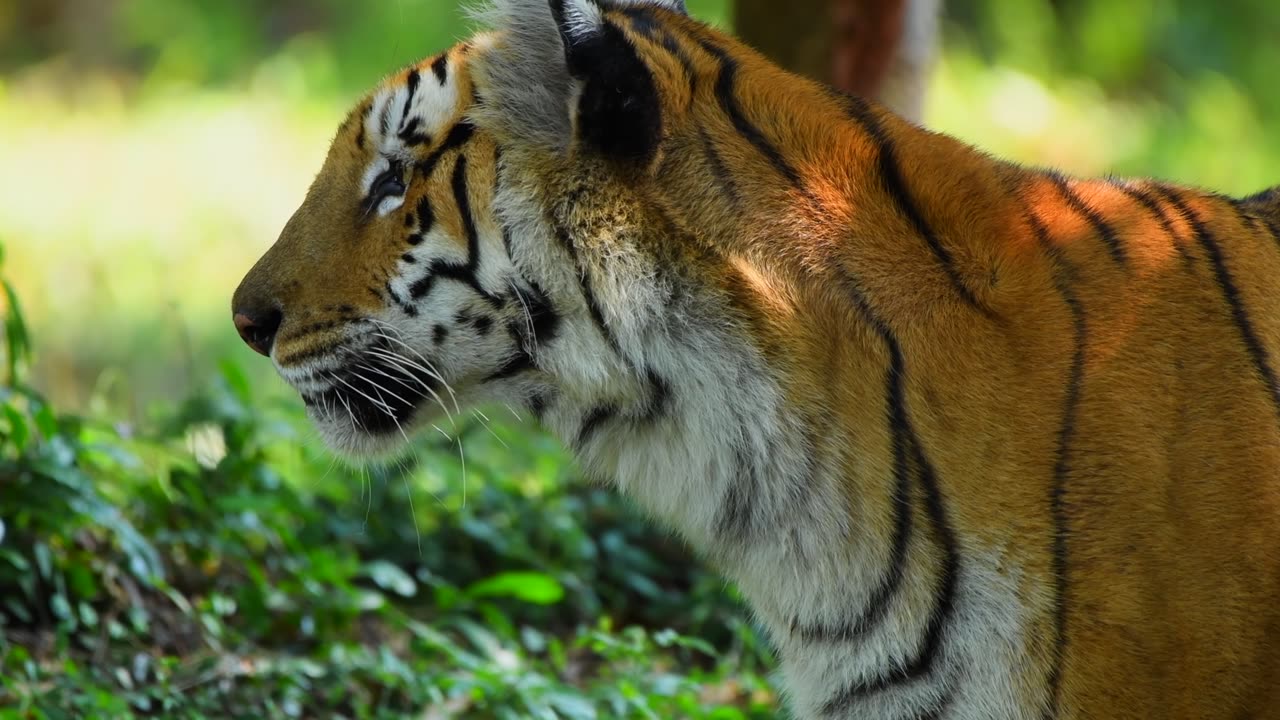 Tiger