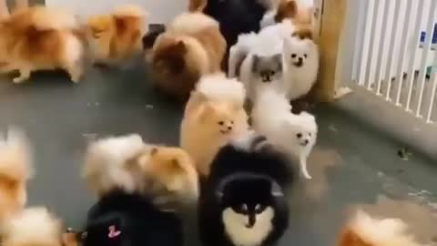 Cute cats in group