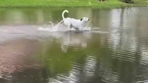 Pup playing in the water