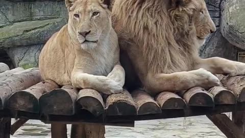 Bond Between the Sweetest Lion Couple!