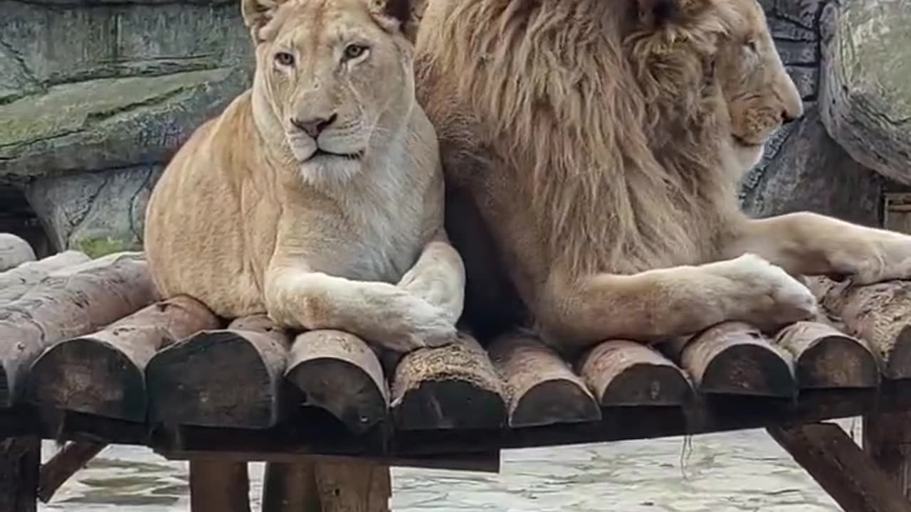 Bond Between the Sweetest Lion Couple!