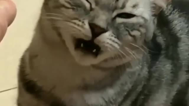 funny cat short video |😂| part 7 |👍| Hello cats