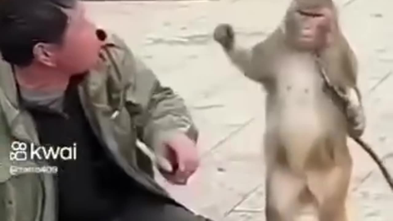 Funny monkey