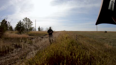 MT Pheasant Opener 2022: Hunting a tree row.