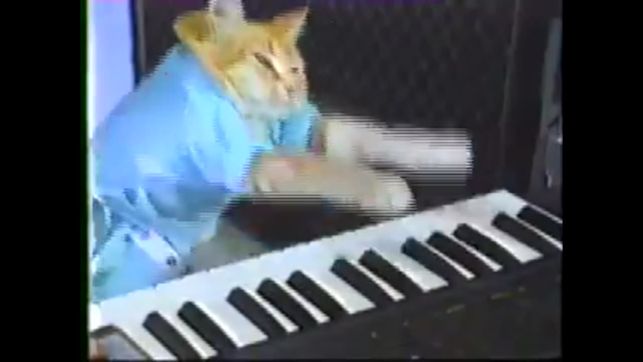 Charlie Schmidt's Keyboard Cat! - THE ORIGINAL!