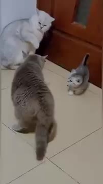 Cat is Funny #shorts