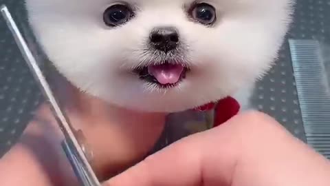 Làm tóc hình quả bóng cho Phốc Sóc