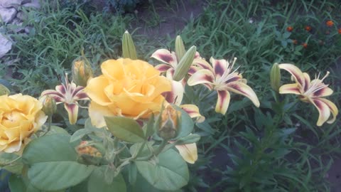 Yellow rose and lilies