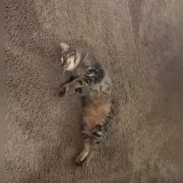 Signs your cat LOVES you 😳 #shorts