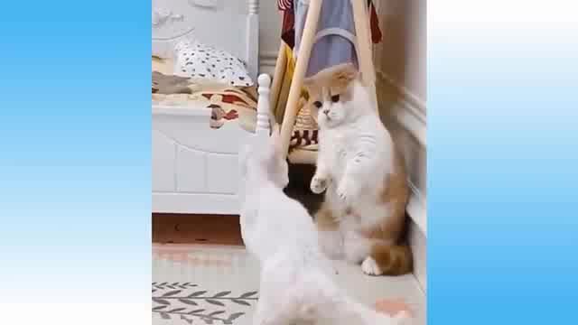 Cute Cats And Dogs Videos Weekly