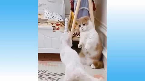 Cute Cats And Dogs Videos Weekly