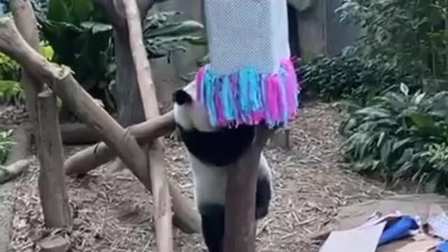 Panda cub gender reveal party