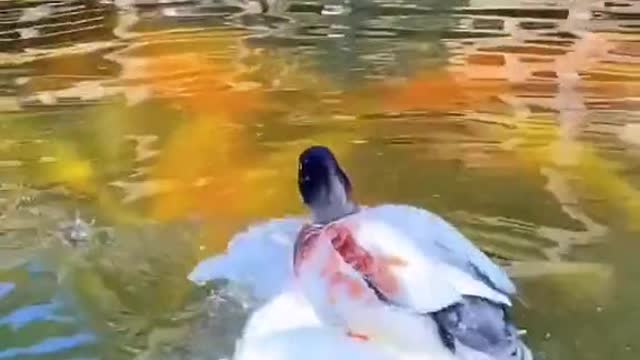 What a warm picture. #duck #sweet #cute