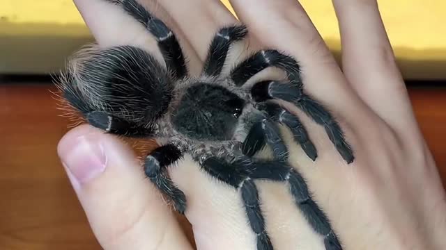 Australia spider