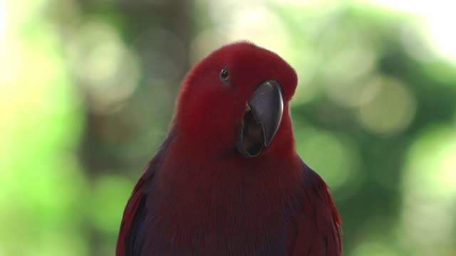 Colorful Bird