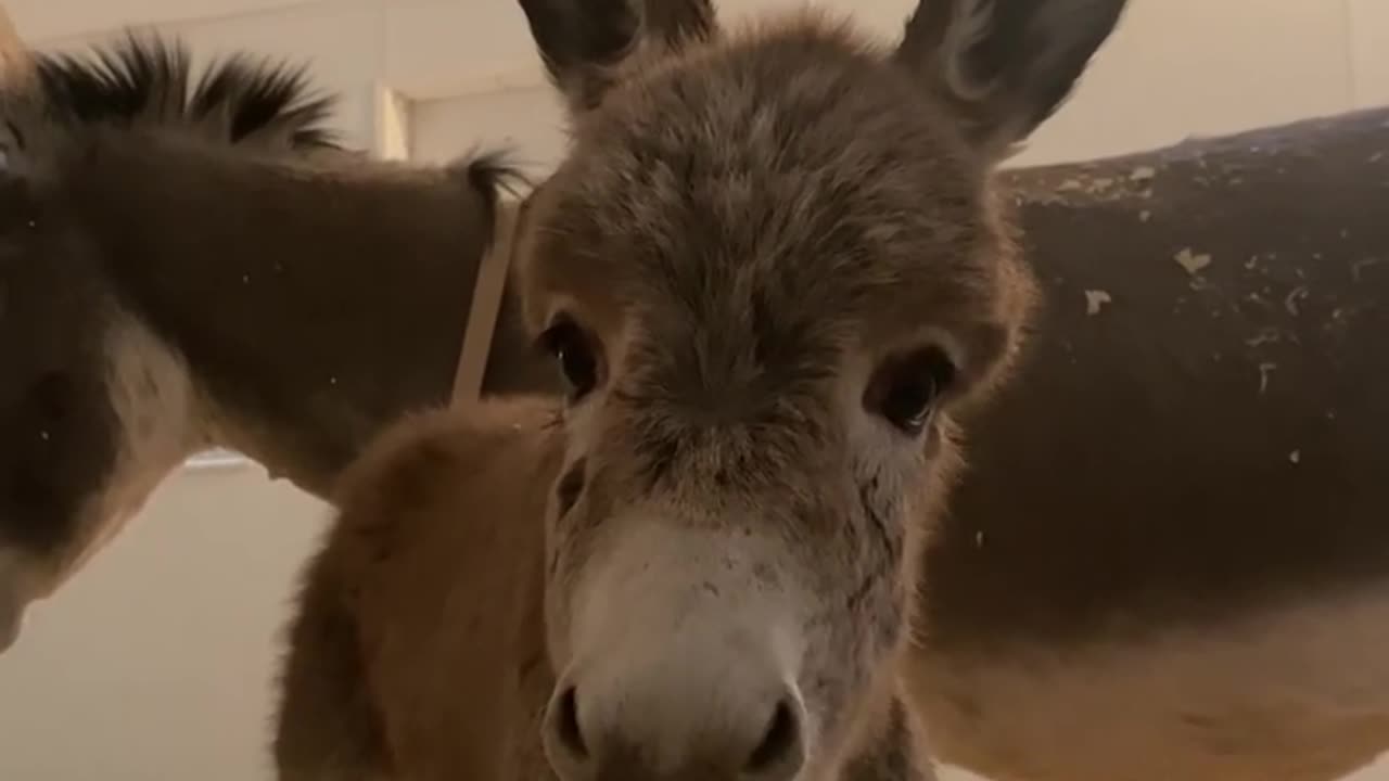 Cute baby donkey to start your work week