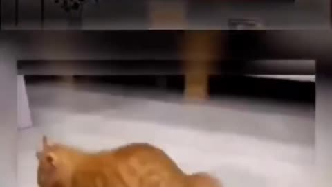 Funny cat dancing