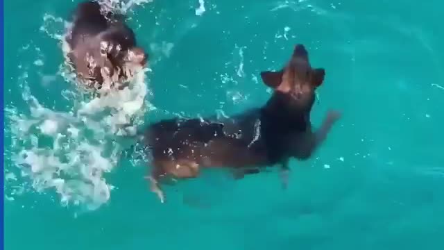 Dogs love swimming with dolphins