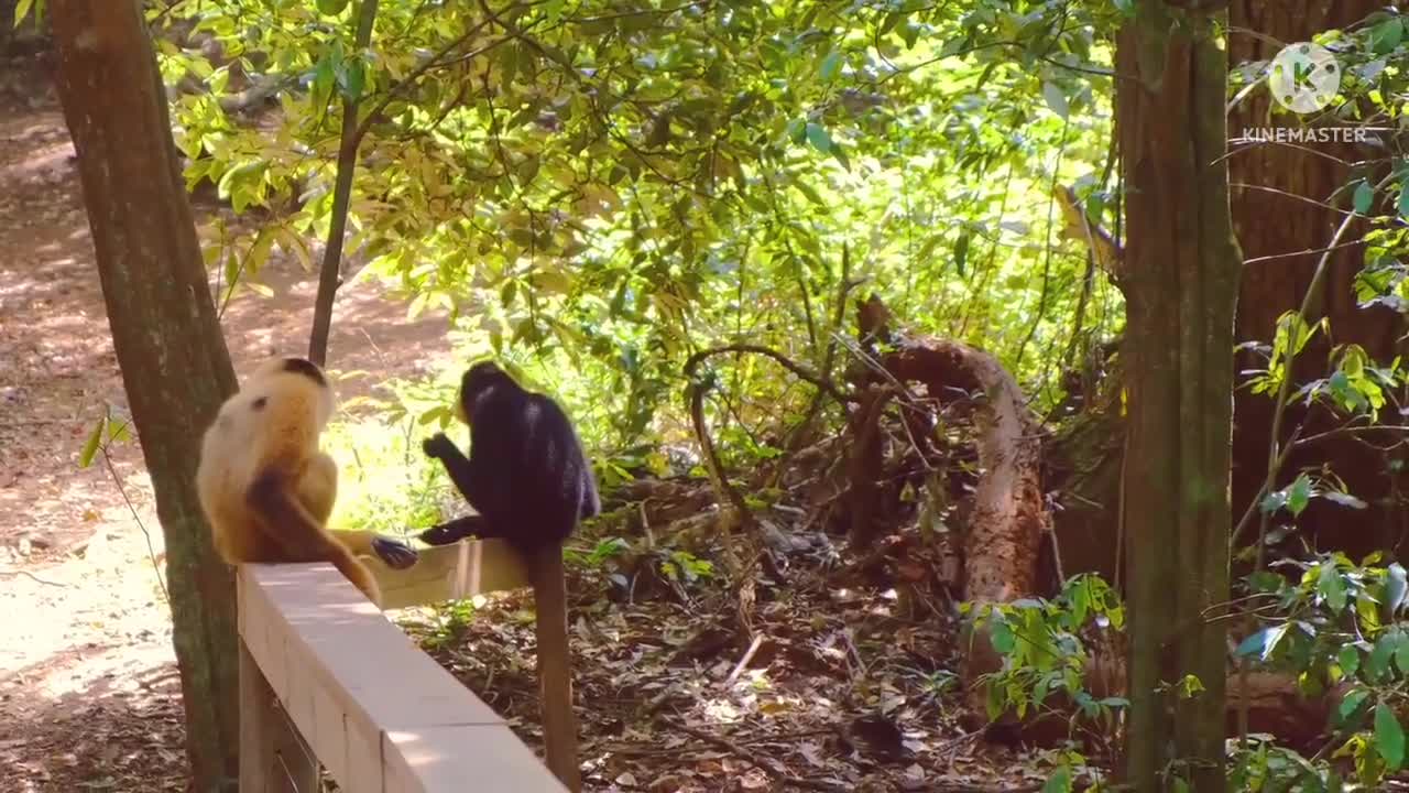 monkey eating food fat monkeys eating apple