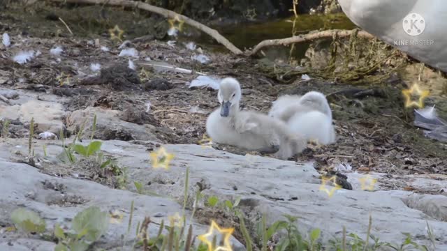 The baby swan is sitting on the mountain.