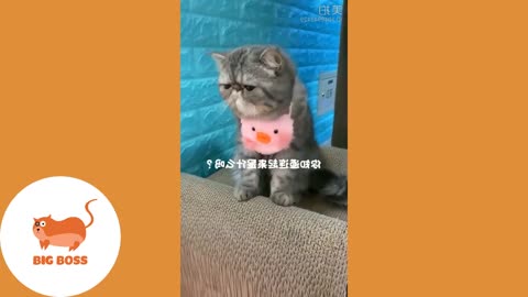 Funny Cats and Dogs Videos Compilation2023