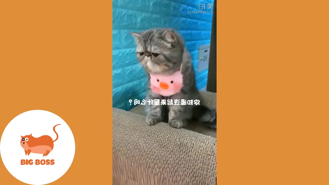 Funny Cats and Dogs Videos Compilation2023
