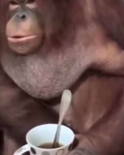 Monkey Drinking Coffee for First time 🙈