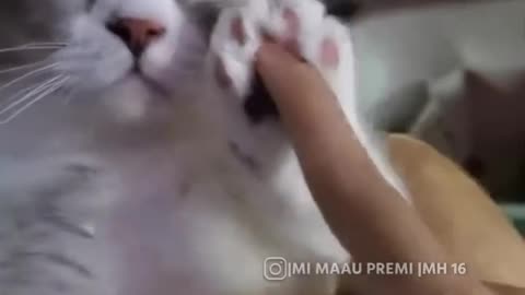 Funny cat