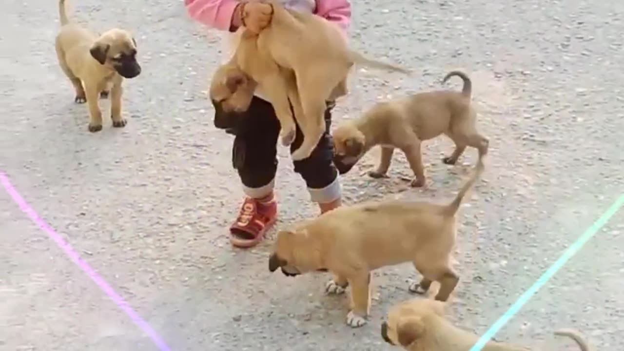 Cute baby playing with cute puppy