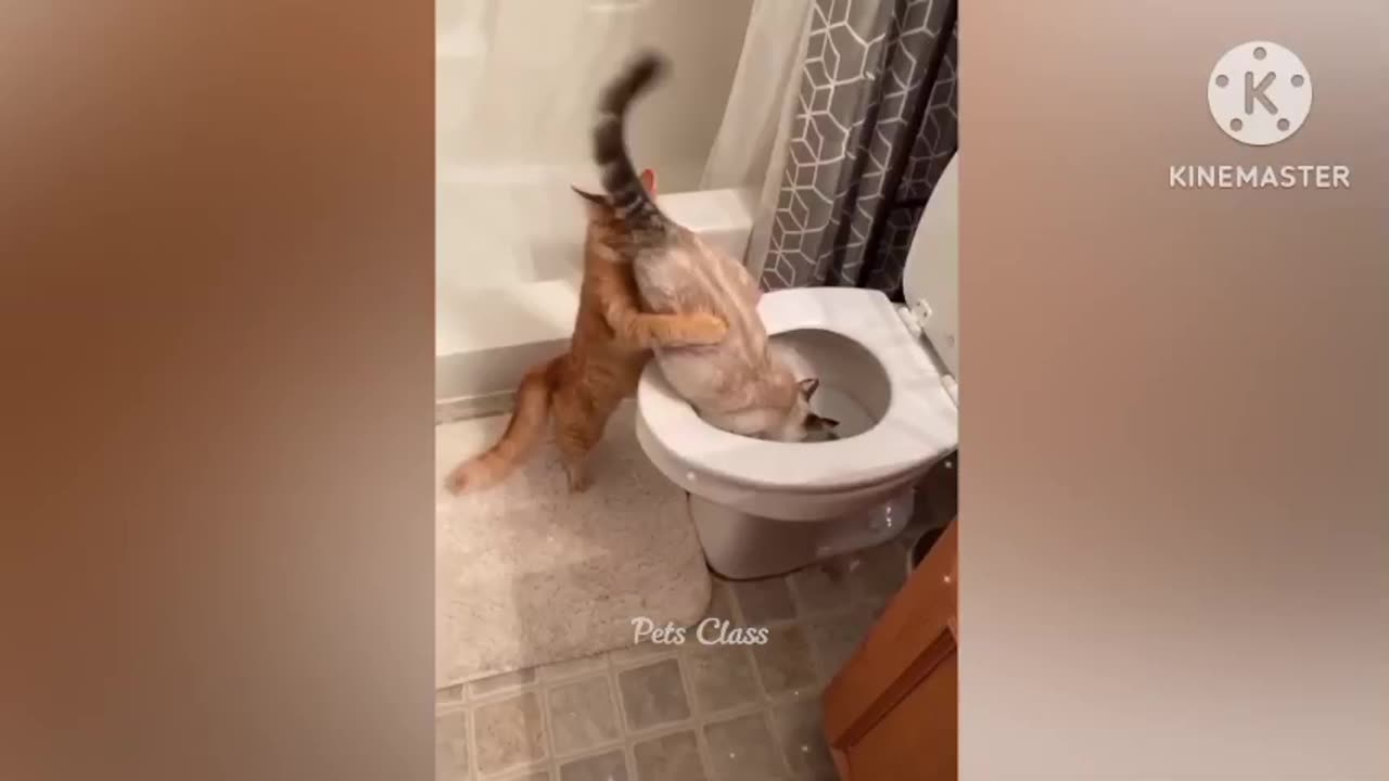 Funny cat video 1