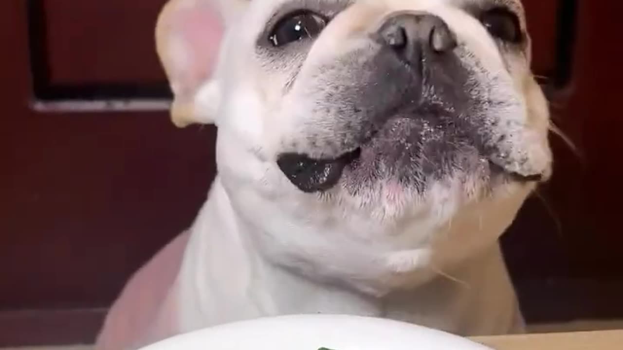 Amazing cute dog eats vegetables ASMR