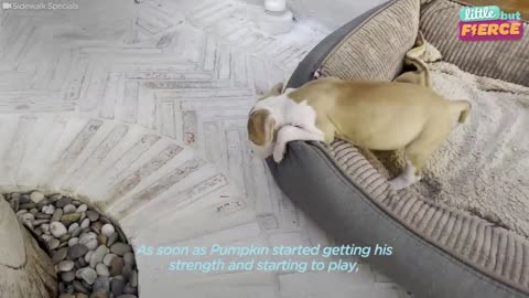 Puppy Who Couldn't Stop Shaking Loves Wrestling With A Cat | The Dodo Little But Fierce