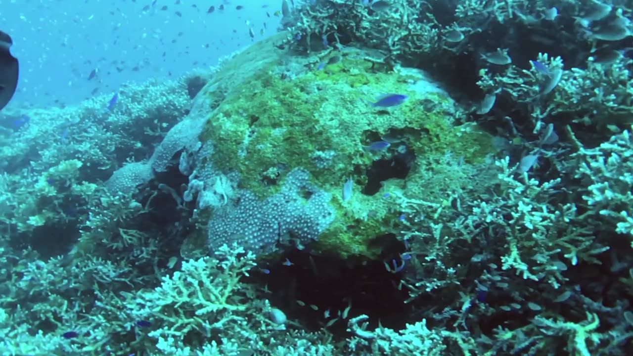 I'm happy to see a coral reef teeming with marine and aquatic life (no sound)