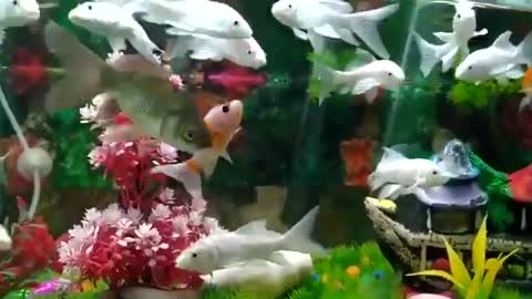 Beautiful Flower Nature Whatsapp Status Video %F0%9F%92%95%F0%9F%92%95 2020 H 2 480p