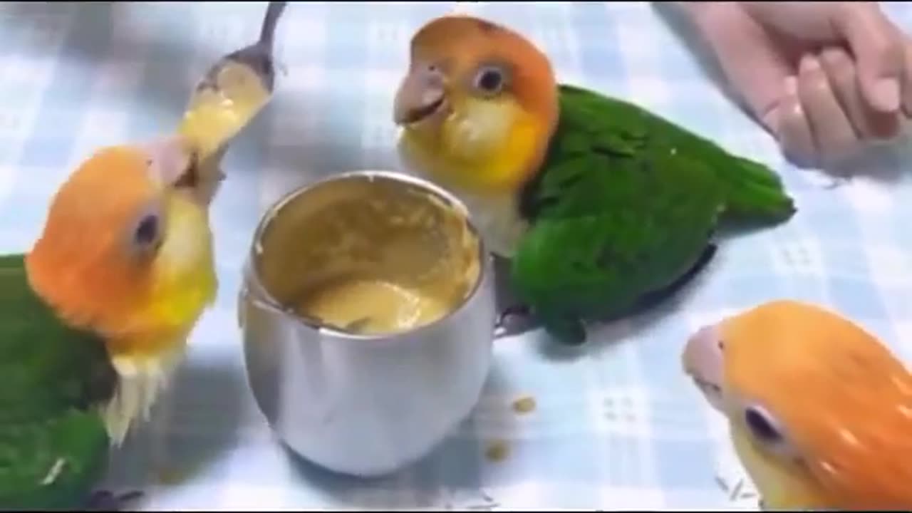 Parrot dance