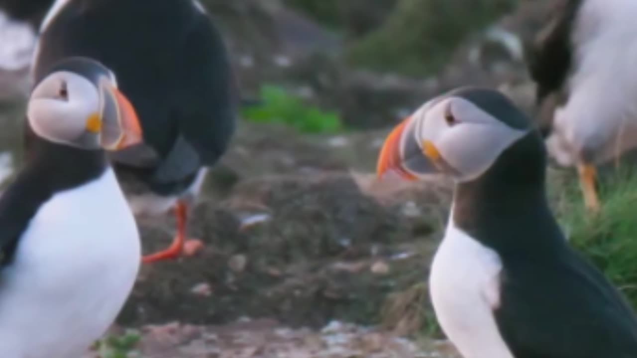 The Mystical Skellig Michael: A Quick Tour #travel #adventure #explore