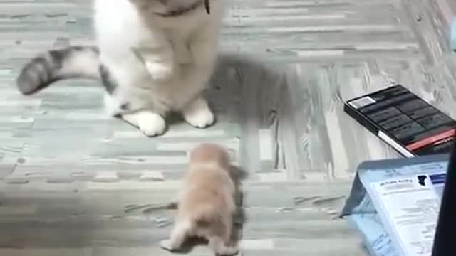 Funny dog and cat