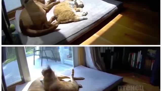 Dog and cat, the best friendship