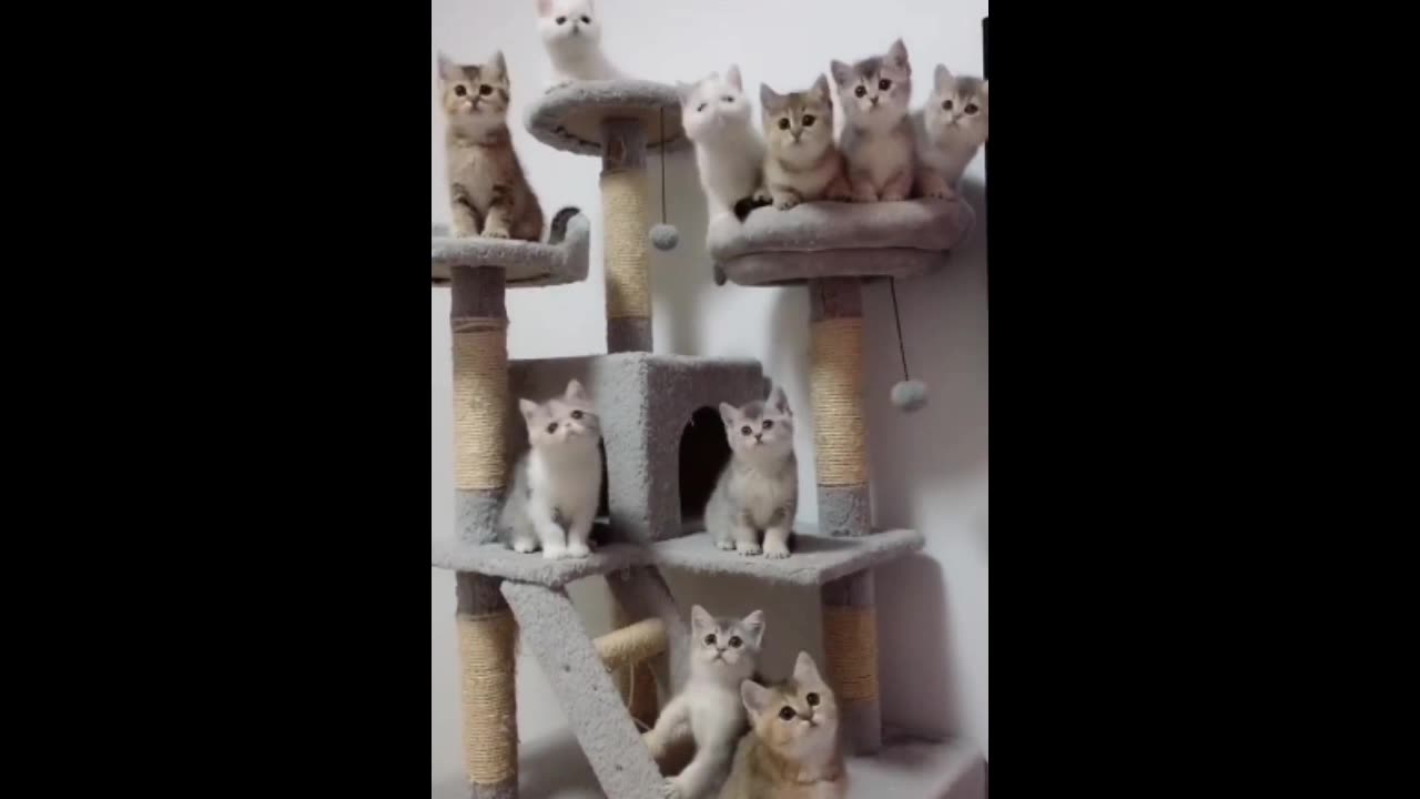 Funny cats