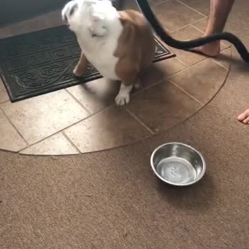 Gerald, el Bulldog, ataca la aspiradora