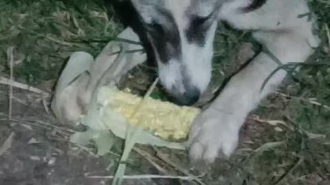 Dog eating a corn 🌽