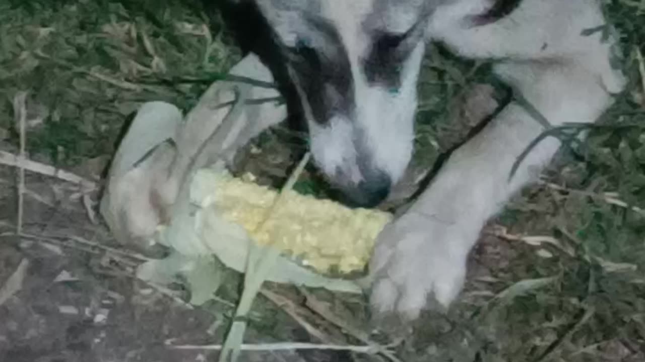 Dog eating a corn 🌽