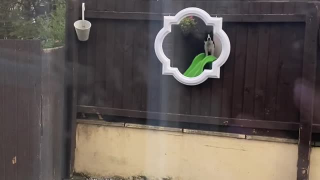 Border Collie Barks at His Own Reflection