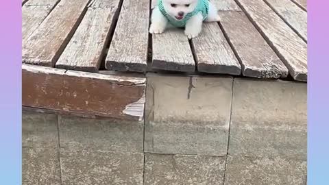 Funny and cute dog