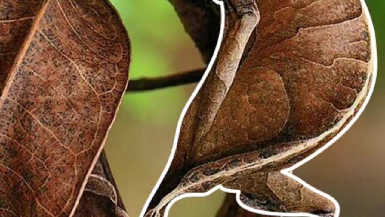 Leaf Tailed Gecko | Master Of Camouflage