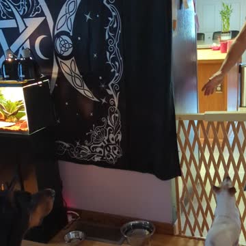 Doberman And Chihuahua Mix