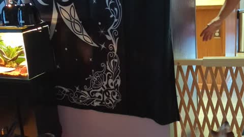 Doberman And Chihuahua Mix