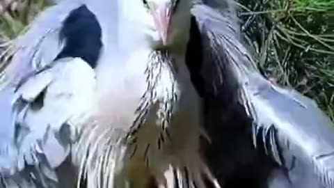 MOST BEAUTIFUL BIRD DANCEING , LIKE A BOSS