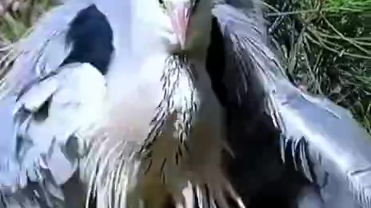 MOST BEAUTIFUL BIRD DANCEING , LIKE A BOSS